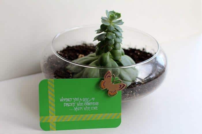 plant with card