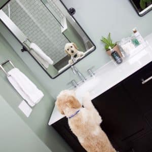 bathroom vanity with goldendoodle looking in mirror
